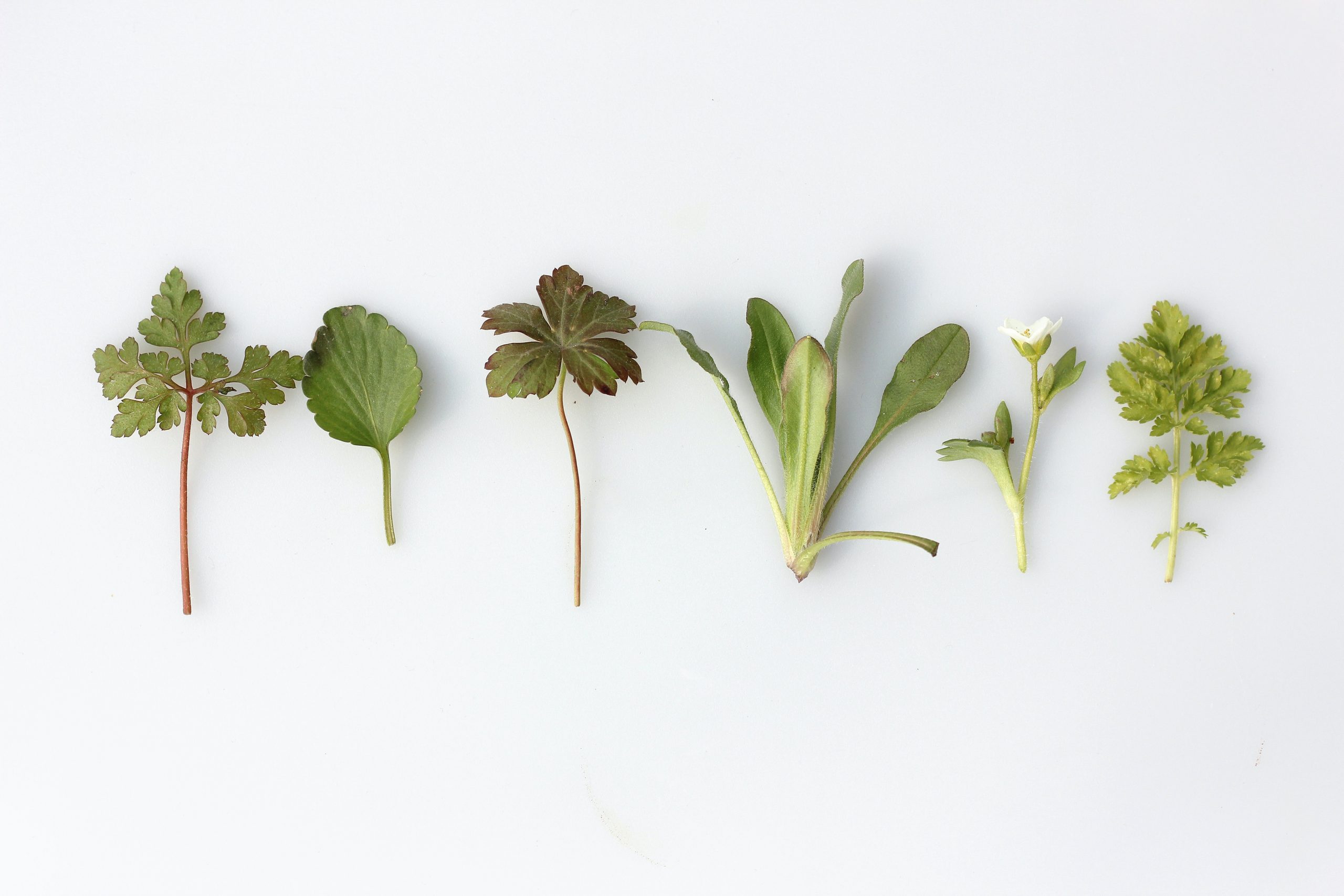delicious-herbs-and-spices-with-powerful-health-benefits
