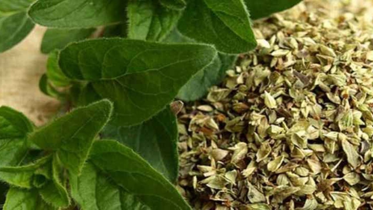 oregano | herbsaidhealth